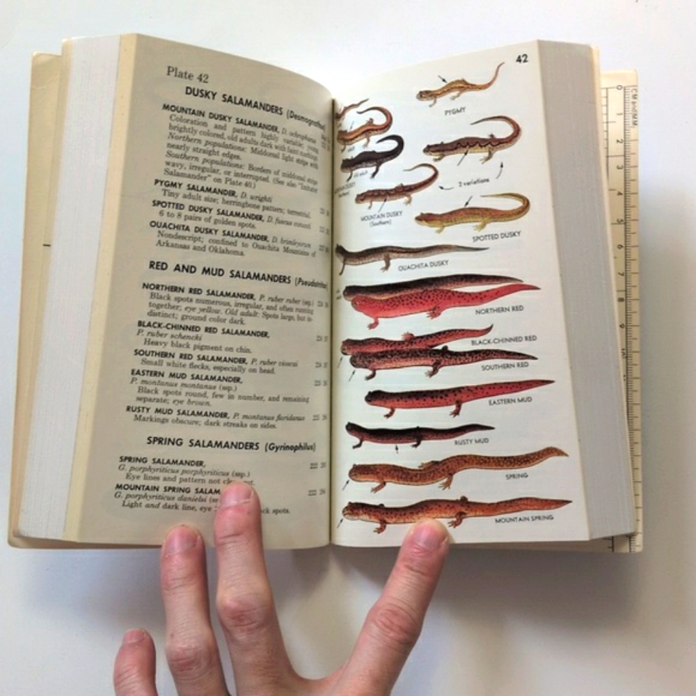 A Field Guide to Reptiles and Amphibians of Eastern/Central North America - Picture 12 of 16